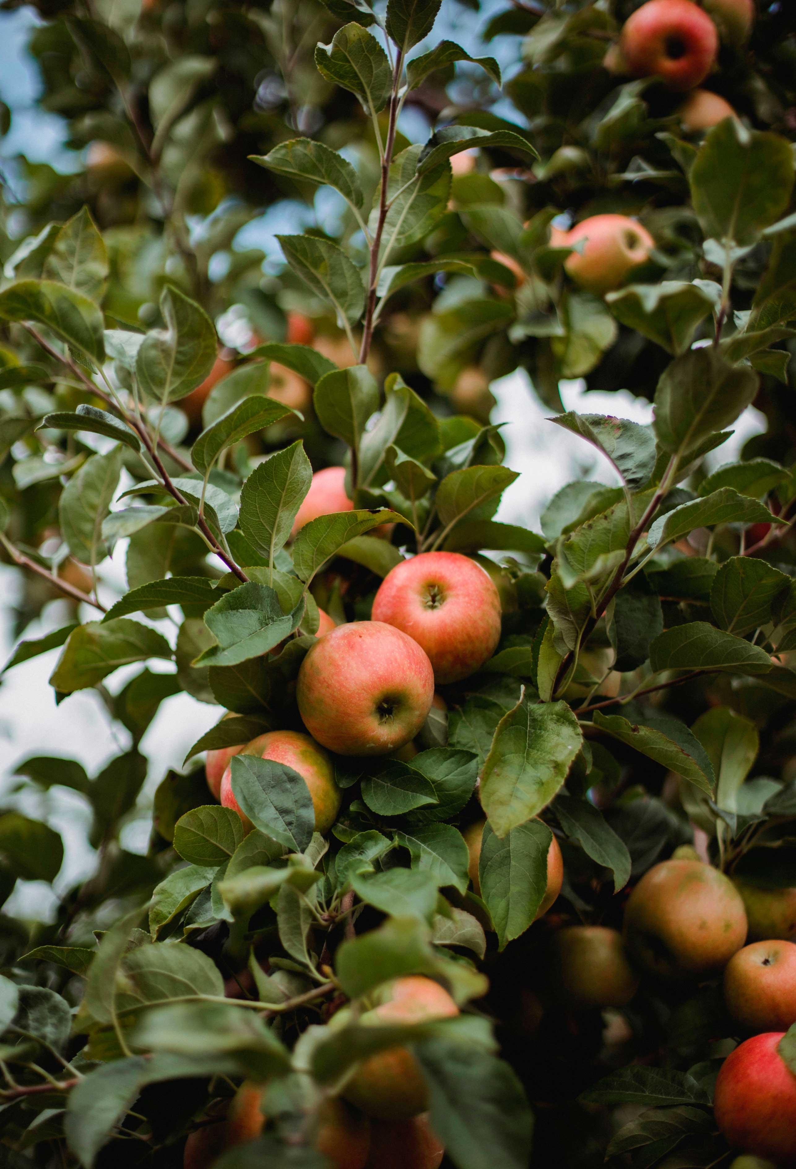 Apples